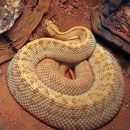 Albino Diamondback Rattlesnake